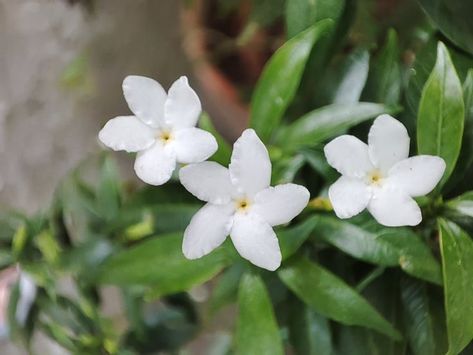 This native plant in the Philippines with the scientific name of Tabernaemontana pandacaqui bears small white flowers with five wavy petals. This pattern in all of pndakaki's flowers help them attract more polinators. White Flowers Names, Scientific Name, Small White Flowers, Flower Names, Native Plants, The Philippines, White Flowers, Nativity, Philippines