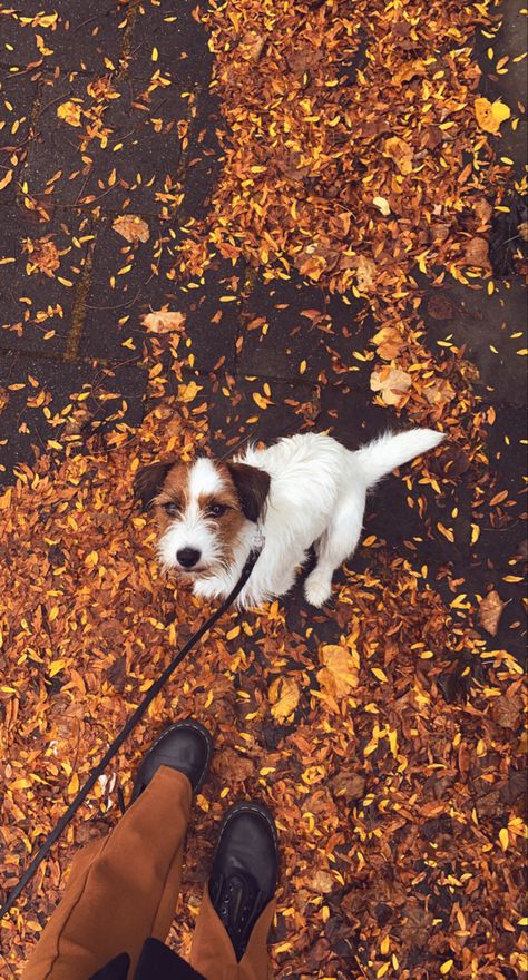 #autumn #autumnvibes #dogs #brown Fall Puppy, Dogs Brown, Photos Of Dogs, Autumn Dog, Fall Mood Board, Fall Mood, Dog Photograph, Pretty Dogs, Favorite Season