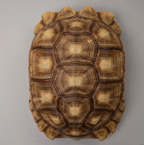 Turtle Shell Aesthetic, Tortoise Shell Drawing, Tortoise Shell Tattoo, Tortoise Skeleton, Tortoise Photography, African Tortoise, Real Turtle, Tortoise Art, Tortoise Drawing