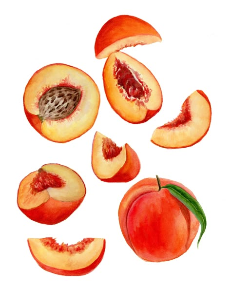 This is a fine art giclée print made from my original peaches watercolor illustration.  Print of my original painting  Medium: Printed on Professional Grade Matte White Paper Size: 5"x7" or 8"x10" or 11"x14" Print - Printed with professional grade Canon printer. - Printed using archival pigment inks. - Printed on highest quality fine art paper. - Printed to the edge (borderless). No trimming required. Packaging and Shipping - Printed flat, carefully packaged in a plastic sleeve and rigid mailer, Peach Fruit Illustration, Peach Slice Drawing, How To Paint A Peach, Peach Reference, Peaches Illustration, Peaches Watercolor, Watercolour Peach, Peach Doodle, Peach Poster