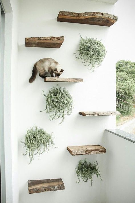 Katt Diy, Cat Playground Outdoor, Cat Climbing Wall, Katt Grejer, Chat Diy, Kat Diy, Ocicat, Cat Wall Shelves, Cat Playground