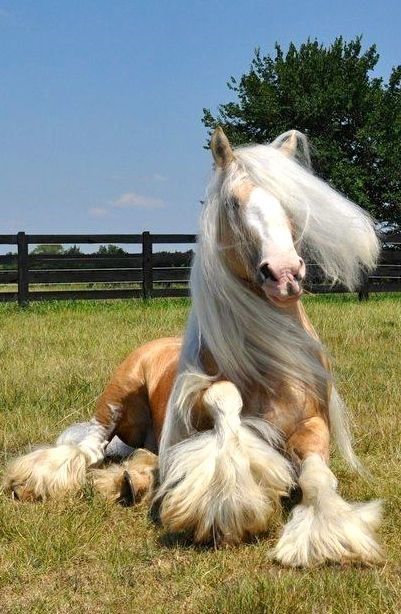 20 Horses With The Most Fabulous Hair You Have Ever Seen - I Can Has Cheezburger? Big Horses, Horse Names, Most Beautiful Horses, Majestic Horse, All The Pretty Horses, Horse Crazy, Draft Horses, Cute Horses, Horse Photos