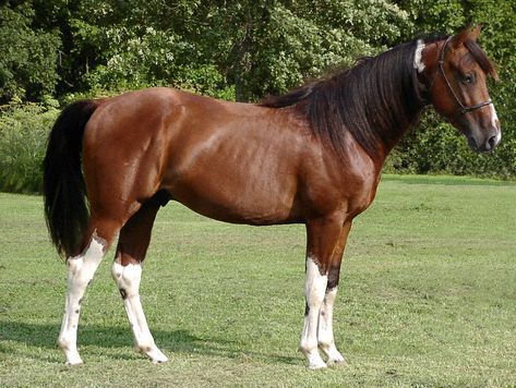 The Missouri Fox Trotter is considered a gaited horse, displaying a unique step that results in a smooth ride. They're ideal for all ages and skill levels. Trotting Horse, Horse Breeder, Horse Info, American Saddlebred, Walking Horse, Horseback Rider, American Quarter Horse, Horse Owner, All The Pretty Horses