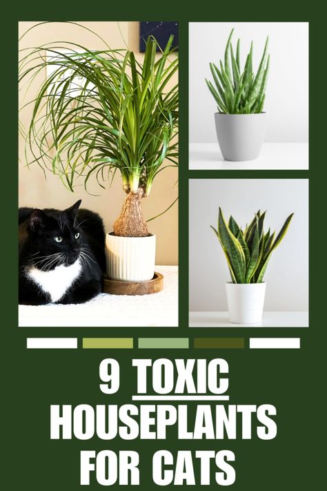 9 Common Poisonous and Toxic Houseplants for Cats Toxic To Cats, Toxic Plants For Cats, Toxic Plants, Small House Garden, Companion Planting Vegetables, Herb Containers, Herb Garden Design, Household Plants, Cat Plants