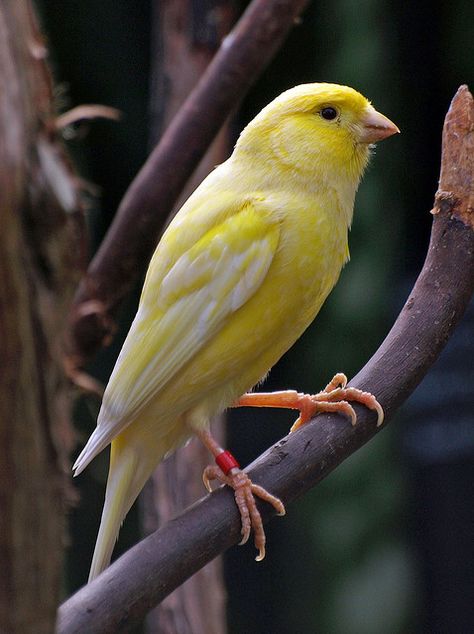 Yellow Canary 1 - Vancouver, Canada | Flickr - Photo Sharing! Bloedel Conservatory, Pet Parrot, Farsi Calligraphy, Canary Birds, Hot House, Parrot Cage, Tropical Bird, Parrot Toys, Finches