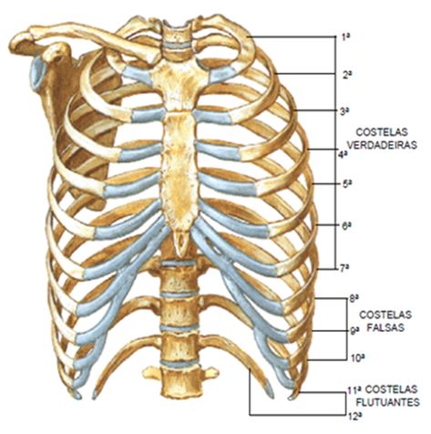 As costelas são ossos alongados, comparáveis a arcos, que se estendem da coluna vertebral até o esterno, ao qual se unem através das cartila... Anatomy Bones, Human Body Organs, Gross Anatomy, Heart Valves, Dental Fun, Med School Motivation, Human Body Anatomy, Medical School Essentials, Human Anatomy Drawing