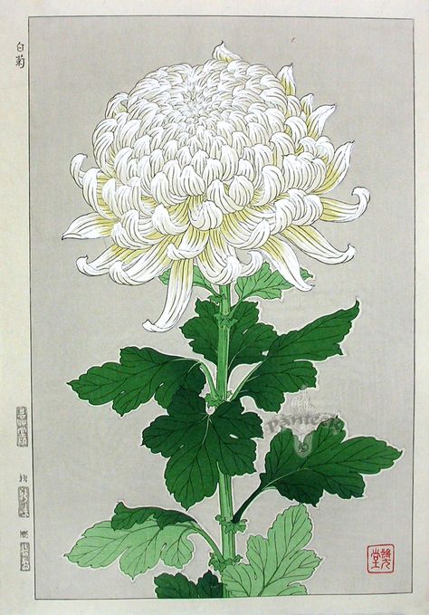 Chrysanthemum-Shodo Kawarazaki, Welcome to my gardening blog http://www.facebook.com/flowerindoorgardening #Chrysanthemum #flower White Chrysanthemum, Showa Era, Illustration Botanique, Japon Illustration, Japanese Woodblock, Chrysanthemum Flower, Japanese Flowers, Botanical Painting, Art Japonais