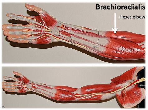 Brachioradialis - Muscles of the Upper Extremity Visual Atlas, page 53 | by Rob Swatski Photography Text, Trigger Point Massage, Forearm Muscles, Trigger Point Therapy, Muscular System, Muscle Anatomy, Lower Back Exercises, Shoulder Muscles, York Pa