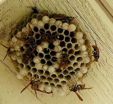 How To Get Rid Of A Wasp Nest Wasp Nest Removal, Get Rid Of Wasps, Wasp Stings, Forest Lodge, Wasp Nest, Play Areas, Pest Control Services, Wasp, Pest Control