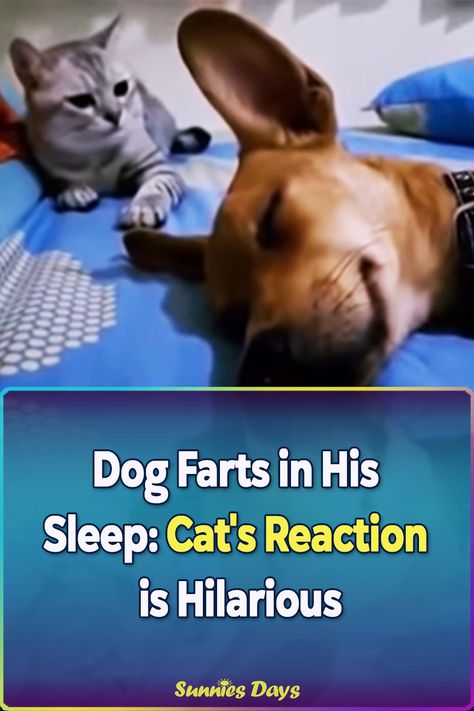 Watch the cat’s reaction when this dog farted in his sleep, it’s hysterical! The most known dog breeds that fart the most in their sleep are French Bulldogs. Christmas Sweets Recipes, Dog Farts, Cat S, Christmas Sweets, French Bulldogs, Sweets Recipes, Best Dogs, Sunny Days, French Bulldog