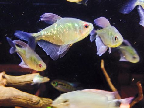 Diamond tetras. Aquarium Inspiration, Aquatic Pets, Beautiful Fish, Freshwater Fish, Tropical Fish, Aquariums, Animals And Pets, Fresh Water, Fish Pet