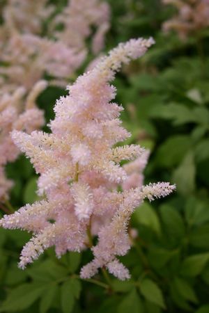 This pink astilbe is so pretty. Astilbe is great for shady spots. #astilbe #pinkastilbe #plantsfortheshade Pale Pink Astilbe, Astilbe Japonica, False Spirea, Diy Flower Arrangements Wedding, Pink Astilbe, Country Cottage Garden, Small Vases, Bridesmaids Bouquets, Flower Guide