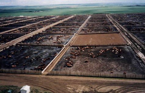 Feedlot Cattle Design, Cattle Feedlot, Cattle Feeder, Cattle Farm, Cowboy Life, Future Farms, Cattle Farming, Big Country, Farm Toys