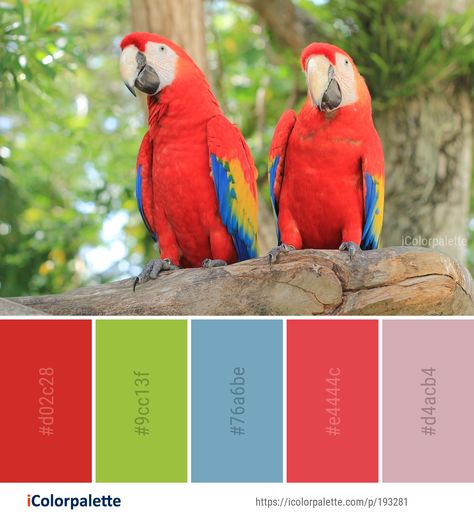 Color Palette ideas from 1763 Bird Images | iColorpalette Parrot Colour Palette, Macaw Color Palette, Parrot Color Palette, Birds Color Palette, Magenta Color Palette, Pet Parakeet, Parakeet Colors, Bird Images, Color Palette Ideas