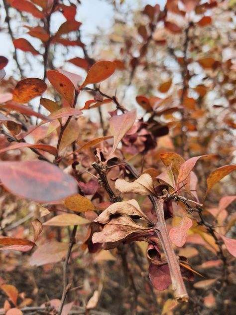 Fall🍁🍂 #fall #autumn #kashmir #photography #wallpaper #chinar Autumn Kashmir, Kashmir Photography, Photography Wallpaper, Fall Autumn, Photography, Quick Saves