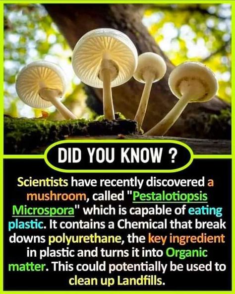 Mushroom Facts, Cool Science Facts, Unbelievable Facts, Mushroom Fungi, Herbs For Health, Animal Facts, Science Facts, Environmental Issues, Organic Matter