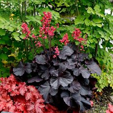 Dark Forest Decor, Black Plants, American Meadows, Black Peony, Goth Garden, Gothic Garden, Coral Bells, Garden Plan, Black Forest Cake