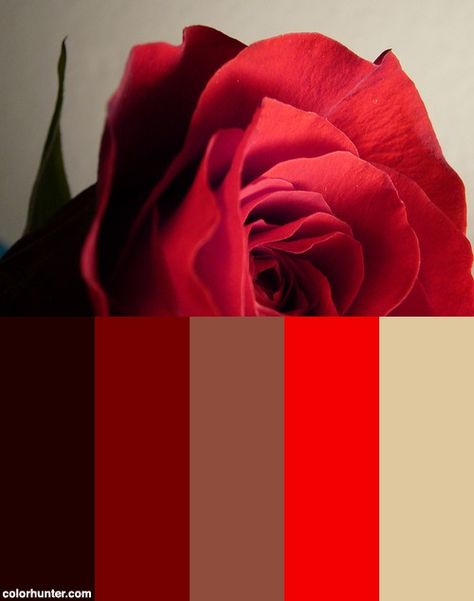 Red Rose Color Scheme Rose Color Scheme, Rose Color Palette, Blog Color Palette, Rose Flower Colors, Soothing Paint Colors, Color Palette Wedding, Rosé Close Up, Red Mood, Red Rose Wedding