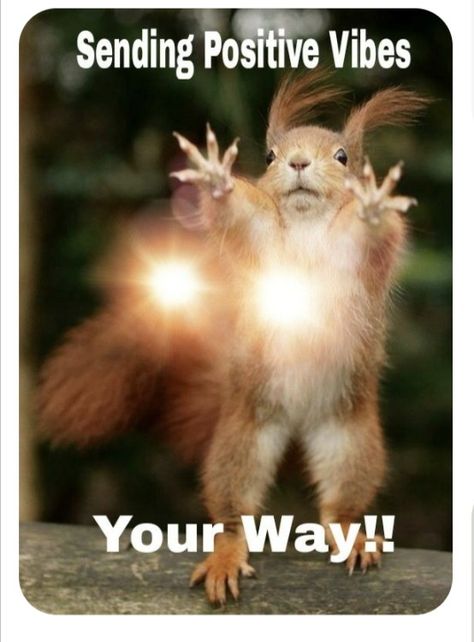 Squirrel Quote, Sending Hugs Quotes, Squirrel Memes, Funny Squirrel Pictures, Sending Positive Vibes, Inspirational Friend Quotes, Happy Squirrel, Squirrel Pictures, Funny Day Quotes