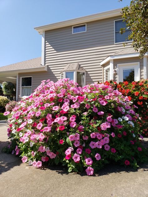 Supertunias VISTA- Bubblegum, Fuchia, Silverberry grew to 42"Hx44"W in a pot 18"Hx18"W in Janette's Container Garden 9/16/2018. Fertilized weekly w/ Jack's Blossom Booster 10-30-20. Hybrid flowers NEED chelated fertilizer to uptake essential nutrients and grow big + flower entire growing season. Supertunia Vista Bubblegum, Hybrid Flowers, Container Garden Design, Plant Ideas, Landscape Plans, Container Garden, Essential Nutrients, Window Boxes, Garden Trees