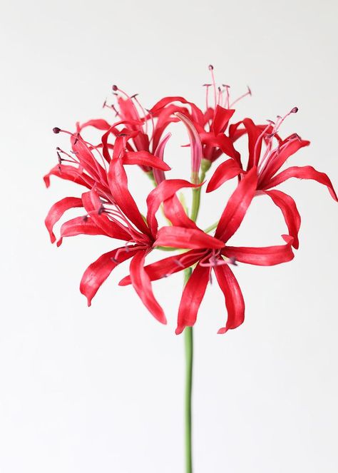 Flowers And Vases, Lilies Drawing, Colorful Arrangements, Red Spider Lily, Fake Hydrangeas, Spider Lily, Angel Artwork, Flowers Shop, Silk Flowers Wedding