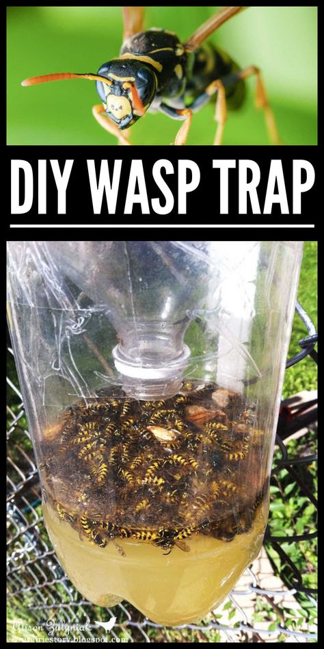 Diy Wasp And Hornet Trap, Home Made Wasp Trap, Bee Catcher Diy Wasp Traps, Diy Wasp Trap Solution, Wasp Traps Diy How To Make, Hornet Trap Diy, Kill Wasps How To Get Rid, Diy Yellow Jacket Trap, How To Get Rid Of Wasps Nest