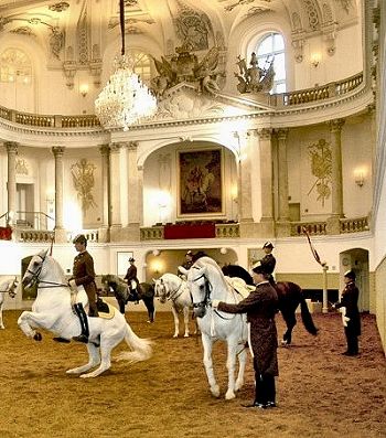 A public viewing of the Lipizzan horses at The Spanish Riding School was a highlight of my visit to Vienna, Austria. www.marianneperry.ca Lippizaner Horses, Spanish Riding School Vienna, Spanish Riding School, Viking Cruises Rivers, Riding School, White Horses, Central Europe, Donkeys, Vienna Austria