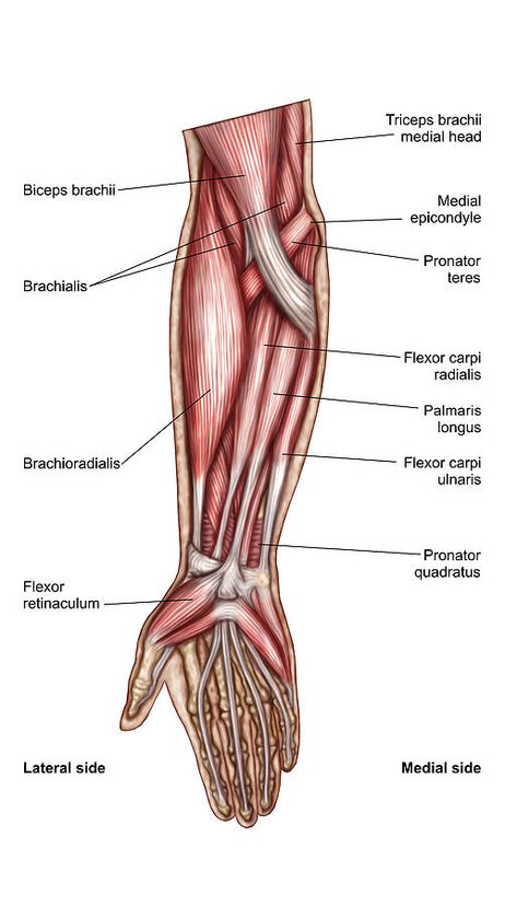 Anatomy of human forearm muscles, superficial anterior view. Drawing by Stocktrek Images Forearm Muscle Anatomy, Forearm Anatomy, Human Anatomy Picture, Illustration Anatomy, Body Muscle Anatomy, Anatomy Of Human, Poster Anatomy, Muscular System Anatomy, Muscles Anatomy