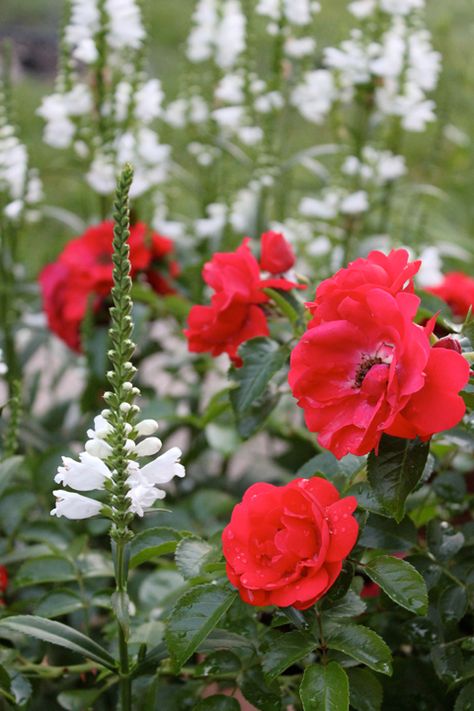 Miss Manners Obedient Plant, Obedient Plant, Red Rose Garden Aesthetic, Manners, Shade Garden, Scarlet, Flowers, Plants