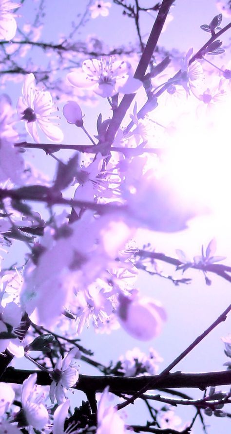 Free Nature, Wallpaper For Iphone, Nature Wallpaper, Blossom, Cherry, Iphone, Purple, Blue, Nature