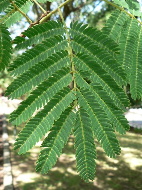 This is a leave of an Acacia tree Acacia Plant, Ghaf Tree, African Leaves, Africa Trees, Branch Drawing, Human Digestive System, Jungle Tree, African Plants, Acacia Tree