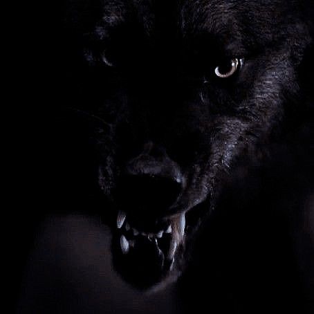 Werewolf Aesthetic Male Alpha, Werewitch Aesthetic, Wolf Aesthetic Dark, Werewolf Aesthetic Dark, Hellhound Aesthetic, Grimm Aesthetic, Wolf Aesthetic, Werewolf Aesthetic, Derek Hale