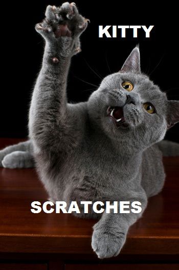 Kitty Scratches Cat Attack, Starbucks Card, Cat Reference, British Shorthair Cats, Red Lobster, Cat Parenting, Cat Help, Cat Claws, Kitty Kitty