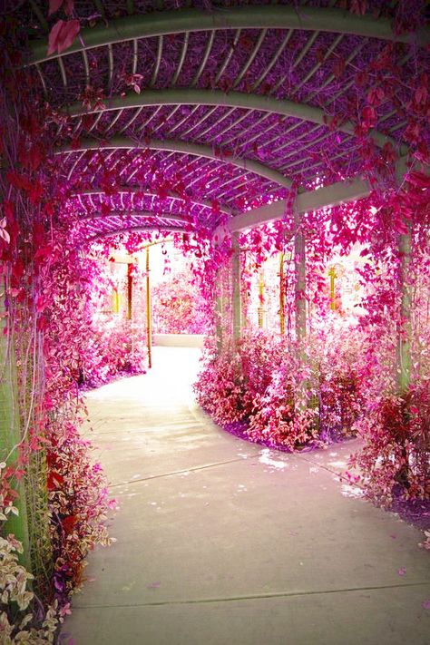 flower tunnel نباتات منزلية, Secret Gardens, Trip Planner, Have Inspiration, Bougainvillea, Dream Garden, Walkway, Arbor, Beautiful World