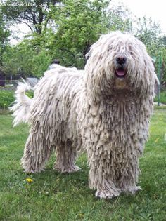 Hungarian KOMONDOR | Dogs & Puppies | Pinterest | The o'jays, Pets ... Komondor Dog, Mop Dog, Puli Dog, Hungarian Dog, Big Dog Breeds, Dog Itching, Hypoallergenic Dogs, Dog Winter Coat, Large Dog Breeds