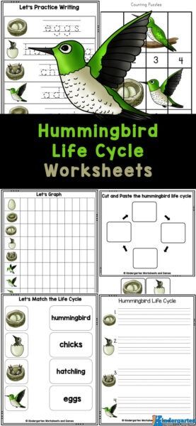 Learn about the hummingbird life cycle with these free printable life cycle worksheets for early learners. The hummingbird printables include information about the life cycle of a hummingbird while also working on math and litearcy skills with preschoolers, kindergartners, and grade 1 students. Free Worksheets For Kids, Teach Preschool, Teaching Preschool, Life Cycle, Preschool Kindergarten, Educational Games, Kindergarten Worksheets, Worksheets For Kids, Hummingbirds