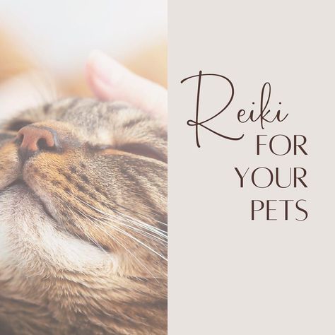 Im often asked about which animals I can do Reiki with. The beautiful thing about Reiki is that it can be used on all animals. Pets, wild animals, farm animals, animals in rescue centres.. you name it! Personally, my usual clients are Horses, dogs and cats but I’m more than happy to visit most domestic pets and having grown up on a dairy farm I’m also very happy to visit farm animals too. Our animal companions pick up a lot from us and their surroundings. Their energetic and emotional health i Pet Healing, Holistic Pet Care, Animal Reiki, Pranic Healing, Color Healing, Reiki Healer, Animals Farm, Holistic Therapies, Dairy Farm