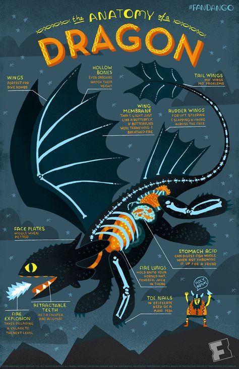 Toothless infographic for How to Train Your Dragon 2 illustrated by Rachel Ignotofsky Rachel Ignotofsky, Dreamworks Dragons, Httyd Dragons, Dragon Party, Dragon Trainer, Dragon 2, Dragon Rider, Night Fury, Train Your Dragon