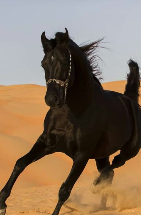 Black Arabian Horse, The Black Stallion, Horses Beautiful, Black Beast, Horses Western, Rare Horses, Desert Aesthetic, Animal Wallpapers, Beautiful Arabian Horses