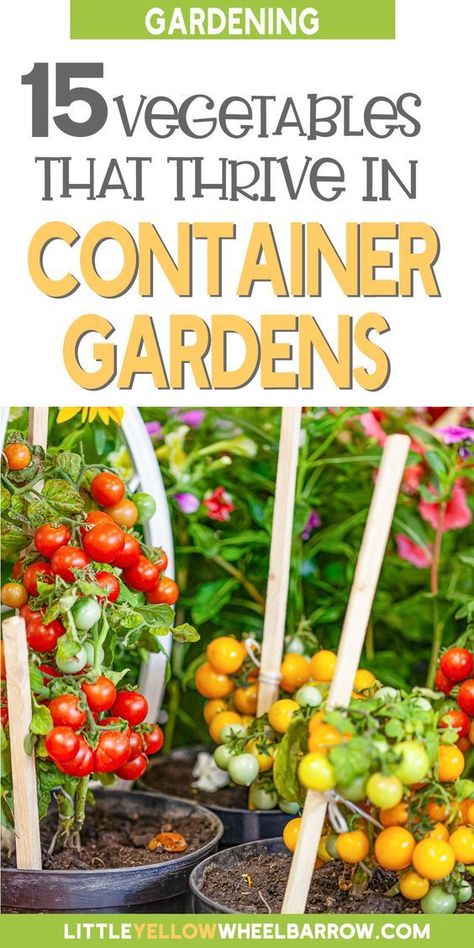 Vegetables In Containers, Gemüseanbau In Kübeln, Growing Vegetables In Pots, Container Vegetables, نباتات منزلية, Vegetable Garden Diy, Backyard Vegetable Gardens, Growing Veggies, Garden Veggies