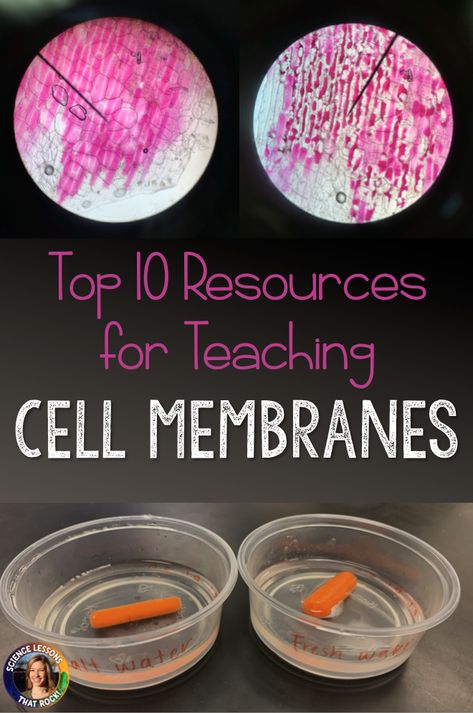 Cell Activities Middle School, Middle School Cell Projects, Cell Labs For Middle School, Homeostasis Lab, Cell Transport Activity, Cell Lab, Biology Activities High School, Cell Activities, Parts Of The Cell