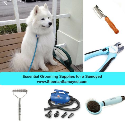 Samoyed Grooming, Samoyed Costume, Samoyed Dogs Aesthetic, Funny Samoyed Pictures, Miniature Samoyed, Samoyed Dog, Samoyed Puppy, Dog Grooming Salons, Dog Mommy