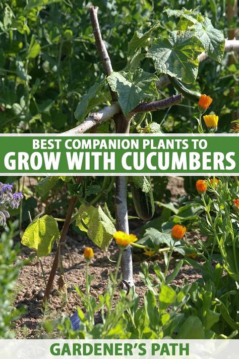 Plant Cucumbers, Cucumber Companion Plants, Plant Carrots, Potato Companion Plants, Backyard Hacks, Cucumber Plants, Best Companion Plants, Cucumber Gardening, Companion Planting Vegetables