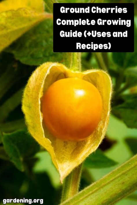 Dive into growing ground cherries with our comprehensive guide. Learn planting tips, care techniques, and discover delicious recipes and uses for these unique fruits. Tomatillo Plant, How To Grow Cherries, Cherry Types, Ground Cherries, Cherry Plant, Pink Perennials, Unique Fruit, Planting Tips, Cherry Fruit