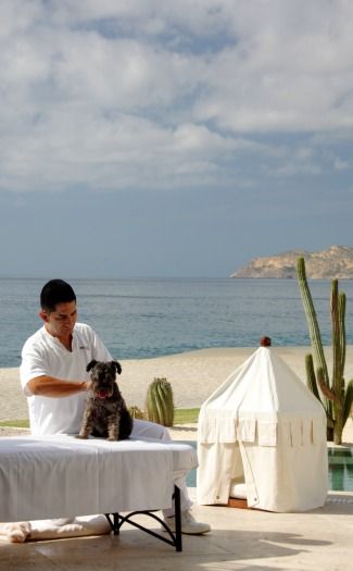 Hotels that pamper pets Dog Restaurant, Pet Resort, Miniature Schnauzers, Beach Cabana, Pampered Pooch, Hotel Amenities, Spa Vacation, Pet Friendly Hotels, Amazing Travel Destinations