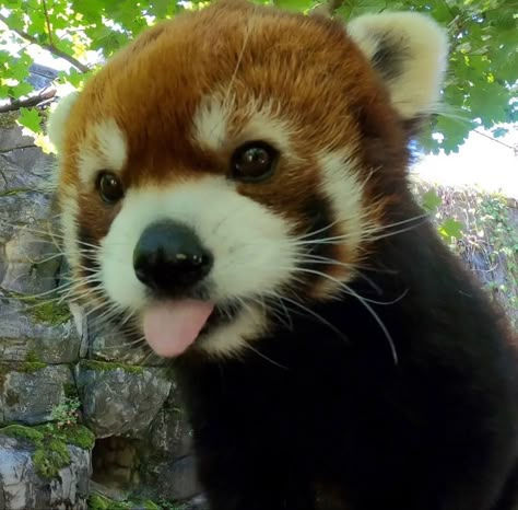 Worlds Cutest Animals, Red Panda Cute, Red Panda Baby, Panda Cute, Panda Baby, Red Pandas, Labrador Puppy, Pretty Animals, Sugar Glider