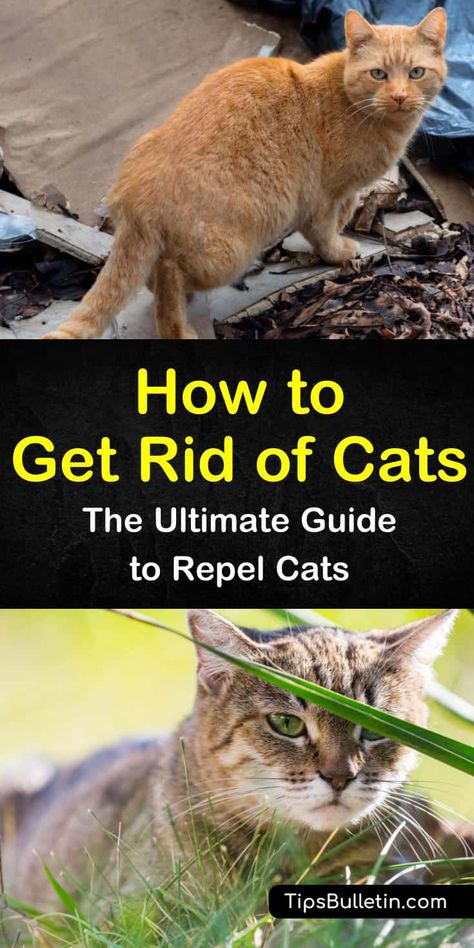 How To Get Rid Of Stray Cats In Yard, Cat Repellant Outdoor, Cat Repellent, Cat Deterrent, Cat Problems, Cat Repellant, Smelly Cat, Cat Plants, Cat Pee