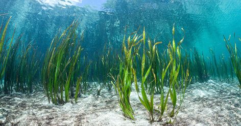 Could a Seaweed-Eating Microbe Help Solve the Ocean Plastic Crisis? Ocean Plants, Organic Conditioner, Underwater Plants, Sea Plants, Whatsapp Wallpaper Cute, Marine Fish, Oceans Of The World, Under Water, All About Plants