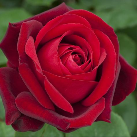 Ce rosier tige EDITH PIAF ® au coloris rouge foncé possède des fleurs en coupe élégante, d'environ 56 pétales. Ce rosier émane un parfum puissant aux notes fruitées. Son feuillage est vert foncé. — Existe aussi en rosier buisson grandes fleurs et en grimpant. Kosmetyki Mary Kay, Rose Belle, Edith Piaf, Types Of Roses, Growing Roses, Hybrid Tea Roses, Single Rose, Pretty Roses, Beautiful Rose Flowers