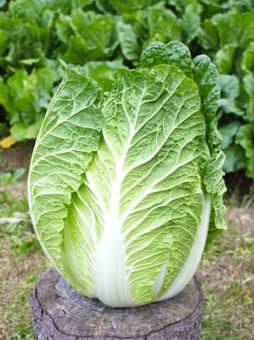 Cabbage Seeds, Japanese Soup, Asian Vegetables, Napa Cabbage, Chinese Cabbage, Pitcairn Islands, Caicos Islands, Non Gmo, Garden Seeds